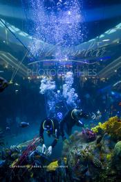 Image du Maroc Professionnelle de  Des hommes grenouilles s’activent au nettoyage du récif de corail de l’Aquadream, un aquarium massif de 1.000.000 L, conçu et construit par International Concept Management (ICM). Les visiteurs ont la possibilité de faire de la plongée sous-marine à l'intérieur de l'aquarium pour cela ils seront  accompagné par un instructeur professionnel, pour d’autre la possibilité de faire un tour à travers le centre pour découvrir environ 40 espèces différentes de poissons.  Située sur le Boulevard de la Corniche Boulevard de L'Océan Ain Diab, à Casablanca, Vendredi 16 Décembre 2011. (Photo / Abdeljalil Bounhar)